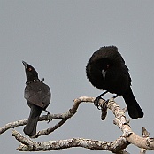 Bronzes Cowbird, Santa Ana N. W. R., Lower Rio Grande Valley, Texas.